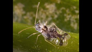 Corythucha ciliata Pillole di Entomologia matesina [upl. by Foy]