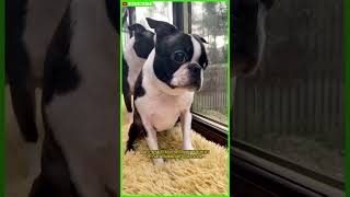 Amazing Boston Terrier Facts You Never Knew shorts [upl. by Sarita]