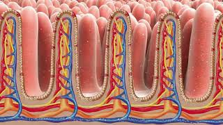 biology absorption process animation video animated video [upl. by Eartha]