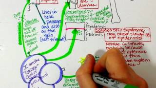 Staphylococcus aureus and MRSA characteristics [upl. by Ameekahs]