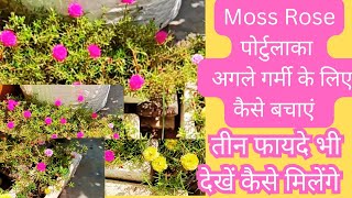 पोर्टुलाकाmoss Rose plant ☘️ को अगले season के लिए save करना और care tips Triple फायदे के साथ 😲🔥 [upl. by Mulcahy]