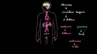 Introduction au système endocrinien [upl. by Esidarap]