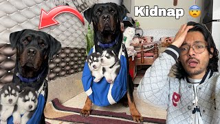 Puppy chori ho gye 🚨😨 Dog can talk 277  Rottweiler vs Husky  cheeni ke puppy  Review reloaded [upl. by Shanan]