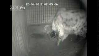 Spotted Hyena Kigali gives birth at Monarto Zoo [upl. by Aillimat572]