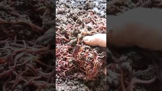 Eaisenia Fetida Earth worms vermicompost earthworm eiseniafetida [upl. by Merkley682]