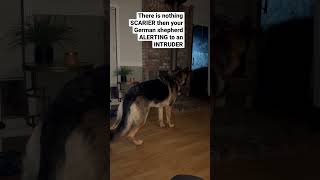 German shepherd DEFENDS against INTRUDERS shorts gsd germanshepherd [upl. by Innattirb]