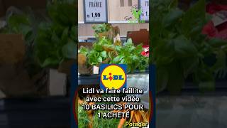 Lidl va faire faillite avec cette vidéo 10 Basilcs pour 1 acheté lateammainverte [upl. by Teria]