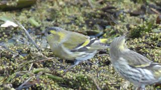 Lucherini Carduelis spinus in gruppo [upl. by Delphine]