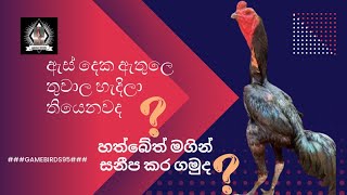 Treatment for eye infection ඇස් තුළ ඇතිවන තුවාල සඳහා [upl. by Hashim]