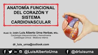 Anatomía funcional del corazón y sistema cardiovascular 2020 [upl. by Harbard]