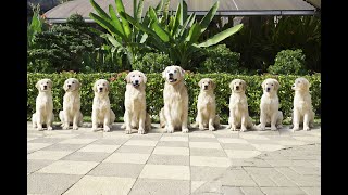 Golden Retrievers From Babies to Champions [upl. by Annora]