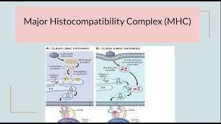 Major Histocompatibility Complex MHC HLA complex [upl. by Sharai]