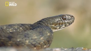 Une couleuvre mangeuse de poisson [upl. by Moran]