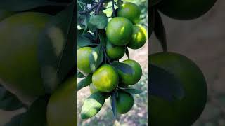 Citrus tangerina Tangerine agriculture jerukperas fruit health farming farmer vitamin enak [upl. by Munsey389]