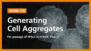 How to Generate Cell Aggregates and Passage Human Pluripotent Stem Cells hPSCs in mTeSR™ Plus [upl. by Ailen229]