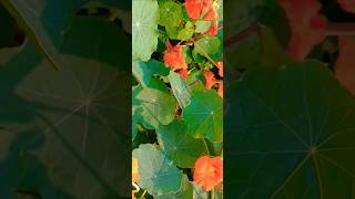 नास्टर्टियम औषधीय गुणों वाला एक तीखा जंगली भोजन है shorts viral viralvideo nasturtium gardening [upl. by Assenar]