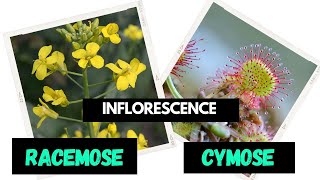 Inflorescence  Racemose  Cymose  Difference between Racemose and Cymose [upl. by Qidas]