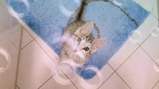 Little sweet Maine Coon Kitten is curious and meowing amp cooing [upl. by Velda423]