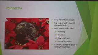 Plants That Are Toxic To Cats [upl. by Nagaem]