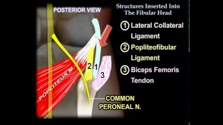 Structures Inserted Into The Fibular Head  Everything You Need To Know  Dr Nabil Ebraheim [upl. by Macdougall]