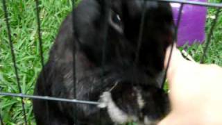 Does your pet rabbit demand this much attention [upl. by Hollenbeck]