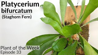 How To Care For Staghorn Ferns Platycerium bifrucatum  Plant Of The Week Ep 33 [upl. by Ahsenid534]