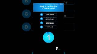 What is the function of Leydig cells [upl. by Karolyn311]