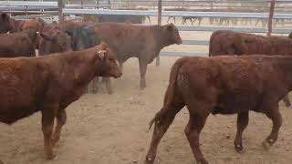 40 ELDERSLIE SANTA  SHORTHORN CROSS WEANER STEERS amp BULLS HGP FREE  AV 1843KG CURFEWED [upl. by Basir]