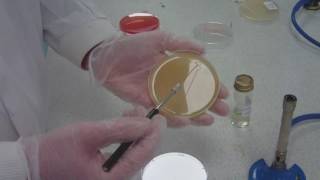 How to streak plating for microbiology take 5 [upl. by Liscomb]