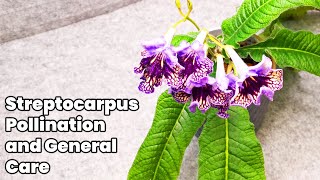 Streptocarpus Pollination and General Care [upl. by Tini]