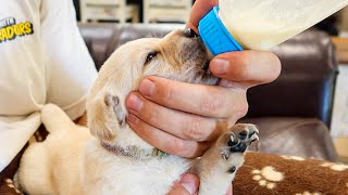 Bottle Feeding Our Precious Runt Puppy [upl. by Ugo728]