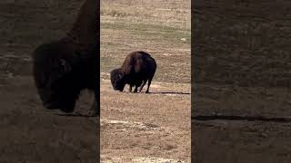 Amazing Wichita mountains wildlife refuge positivevibs subscribe 😉 ♥️ [upl. by Necyrb329]