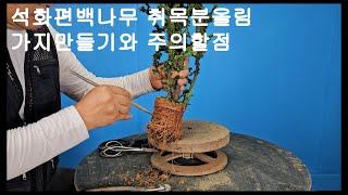 석화편백나무 Chamaecyparis obtusa 석화회 나무는 편백나무에서 아조변이로 만들어진 나무입니다 송백류 중에서도 분재로 만들기 쉬운편에 속한 나무입니다 [upl. by Enelcaj35]