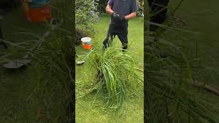 Splitting and replanting the iris shorts timelapse gardening satisfying [upl. by Harsho]