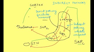 Basal Ganglia physiology  Neurophysiology  CNS Physiology [upl. by Ignazio]