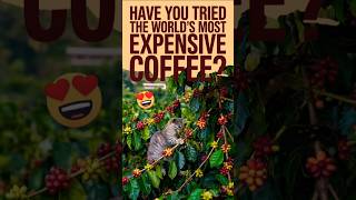 Discovering the Most Expensive Coffee in the WorldCan You Guess the Price and Its Bizarre Source😱🤑 [upl. by Klein]