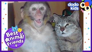 Billo The Cat Is Best Friends With A Monkey Named Avni  Dodo Kids Best Animal Friends [upl. by Pomona]