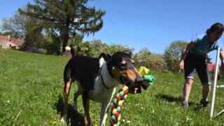 GO Smooth Collie in Action [upl. by Leroi]