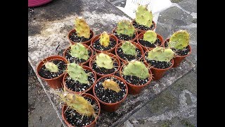 How to grow Cactus from cuttings  Opuntia The Prickly Pear Cactus [upl. by Cassella]