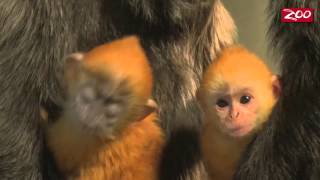 Langur Baby Duo Will Brighten Your Day [upl. by Yessydo]