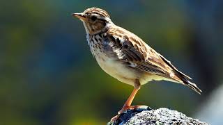 WoodlarkBirds SingingLullula arborea [upl. by Annamarie]