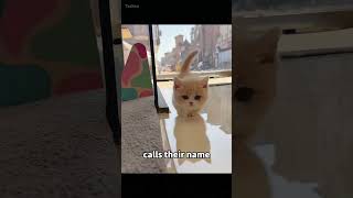 Do you know how cats distinguish between strangers and youshorts cat chaton kitten cutecat [upl. by Yeliak]