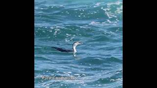 Pied Cormorant australianbirds cormorants [upl. by Aleil534]