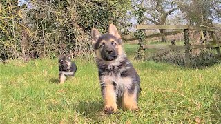 Puppies running in the field doglover puppies puppy cat [upl. by Roid]