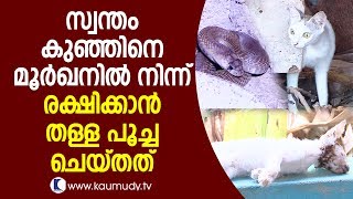 OMG  What the mummy cat did to save its kid from a cobra  Snake Master EP 258  Kaumudy TV [upl. by Pillyhp]