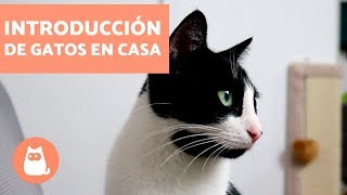 Cómo introducir un segundo gato en casa  Educador de Gats [upl. by Thorrlow]