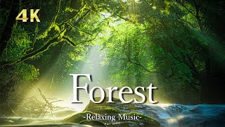 4K【森】🌲リラックス音楽を聴きながら美しい森の絶景を眺める｜鳥の声と森林浴｜睡眠用・作業用｜Forest UHD [upl. by Hadwin]