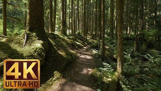 4K Virtual Forest Walk along Middle Fork Trail at Snoqualmie region Part 1 3 HR Relax Music [upl. by Enelrats]