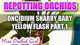 Repotting Orchids  Oncidium Sharry Baby Yellow Flash Part 1 [upl. by Maryl418]