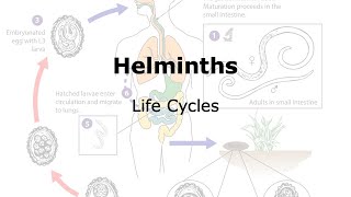 Helminths Life cycle [upl. by Lichtenfeld]